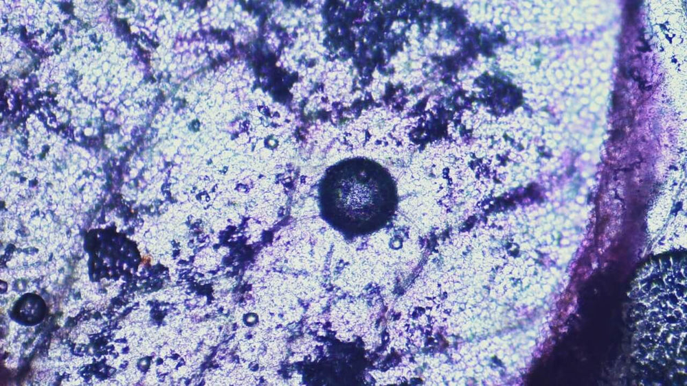 GlyNAC: tillämpningar inom cellskydd och hälsosamt åldrande