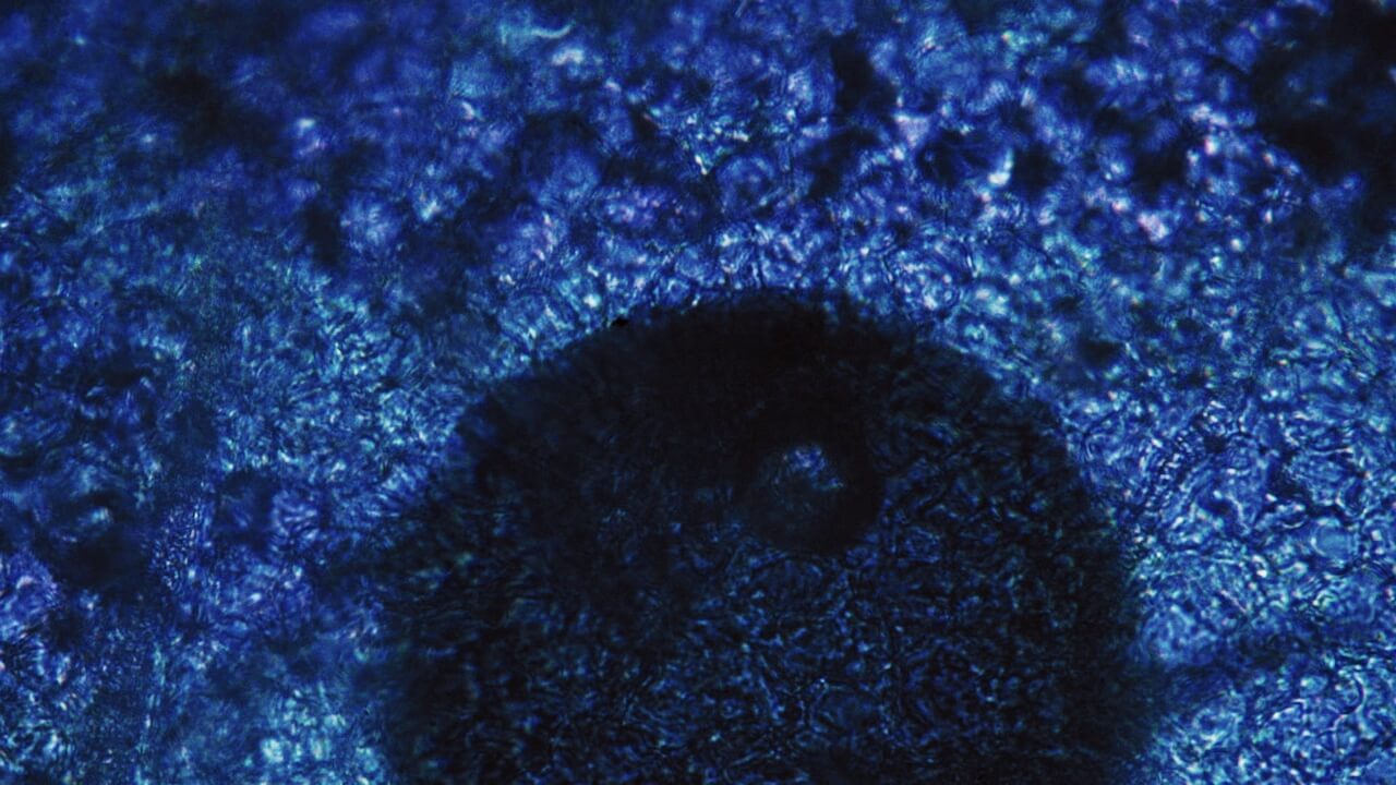 NAC: Cellulär motståndskraft och mycket mer